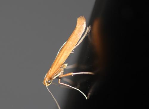 Réf. 347 456 : Caloptilia sp.